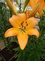 [4085 Cesare VZ No02.JPG]